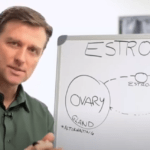 Estrogen and its relationship to the women’s period cycle