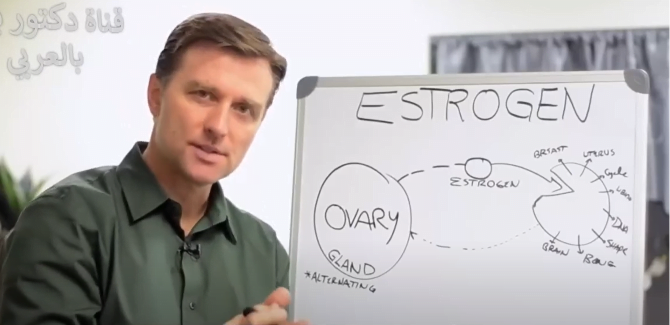 Estrogen and its relationship to the women’s period cycle